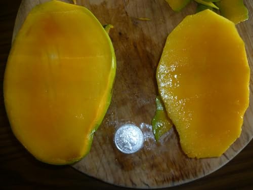 Image of Hatcher Mango Grafted Plant Fruit After 2-3 Years (Pack Of 1 Healthy Live Tree, Height 3 Feet) PB 53