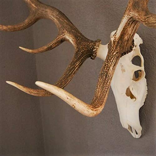 GTK - Geweihe & Trophäen KRUMHOLZ Starkes 16 Ender ROTHIRSCH Hirsch Geweih Hirschgeweih mit ganzer Nase und Oberkiefer H111cm