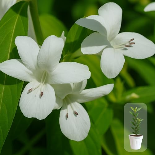 Image of Indian Gardens - White Colour Barleria cristata /Decemeber flower plant with 6 inch White Pot