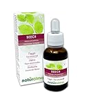 Beech o Haya (Fagus sylvatica) Remedios florales Naturalma - Gotas 30 ml - Extracto líquido sin alcohol - Esencias florales - Vegano y libre de alcohol