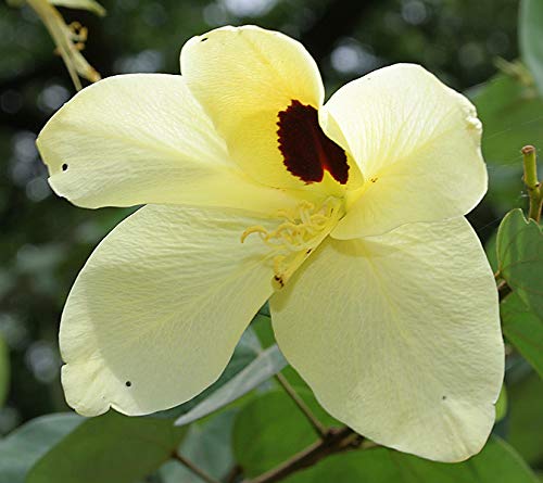 1237-Dwarf Yellow Orchid Tree (Bauhinia Tomentosa) Seeds By Robsrareandgiantseeds Upc0764425789208 Non-Gmo,Organic,Usa Grower,Bonsai,Rapid-Growing,Unique,Specimen,1237 Package 8 Seeds #TOP7