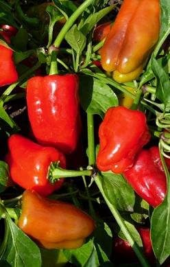 Pepper Cajun Belle 100 Seeds