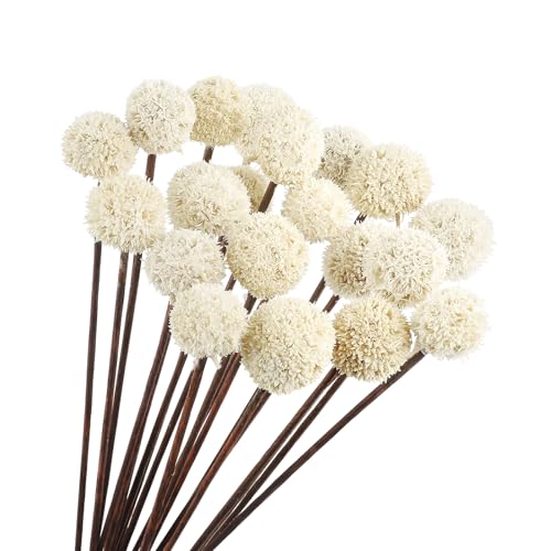 Larber 20PCS Natural Dried Craspedia Billy Balls Flowers Billy Ball Craspedia Bouquet Natural Dried Flowers Bouquet for Vase Floral Arrangements Wedding Table