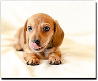 Amazon Co Jp ダックスフンド ぬいぐるみ Amazon Co Jp ダックスフンド ぬいぐるみ