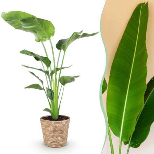 Green boutiQ - Plantes d'intérieur - Strelitzia Nicolai - Fleur de paradis - Peu d'entretien - avec panier - Vert - 1 Plante - Pot 21cm - Hauteur 110-120cm