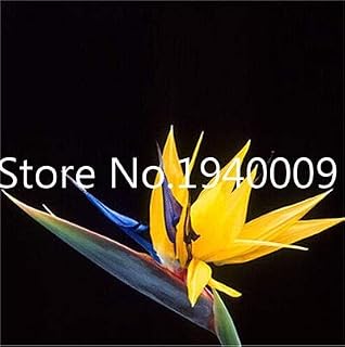 Kalash New 100 pcs Strelitzia Reginae Flower Seeds for Gardening Yellow 1