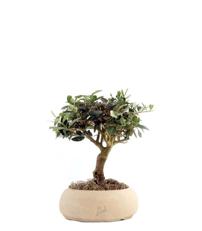 L'olivo è uno tra i bonsai più longevi e resistenti. Cio che li distingue è il tipico fusto dall'aspetto robusto e rugoso che con il passare degli anni diventa una vera e propria opera d'arte.