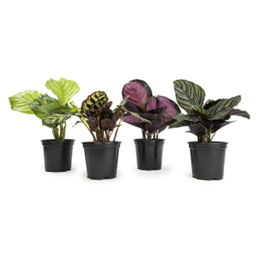 Calathea Prayer Plants Live House Plants (4PK), Pet Friendly Indoor Plants, Prayer Plant Houseplant Pack, Grower's Choice Calathea Plant Mix, Live Houseplants for Home and Office by Plants for Pets