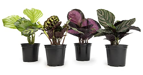 Live Calathea Houseplant 4-Pack