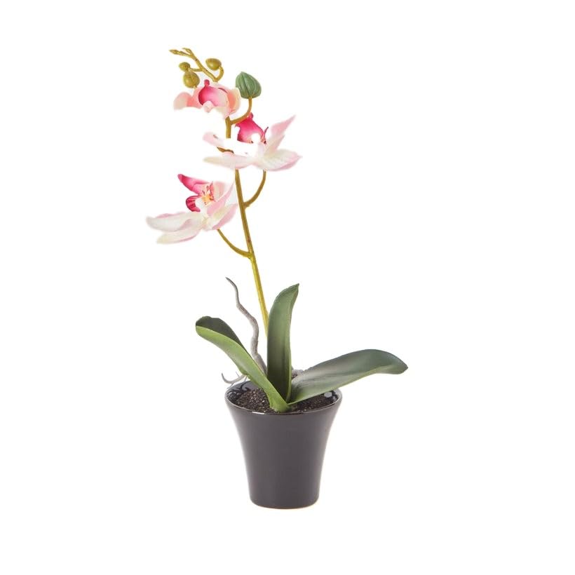 Homebox Alyssa Orchids in Ceramic Pot - 30 cm