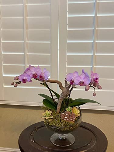 image for WGVI WGV Slant Cut Bowl Glass Vase with Stand, Width 6.5