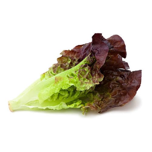 Golden Hills Farm High Yield Red Lettuce Romaine Red Leaf Vegetable 300+ seeds (B0CKL4JT9V) Amazon Price History, Amazon Price Tracker