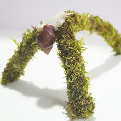 12 Inch Pet Snail Climbing Toys, Ideal Snail Terrarium Accessories, Perfect for Pet Snails That Like to Climb