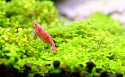 image for Micranthemum Monte Carlo New Large Pearl Grass Live Aquatic Plant in T