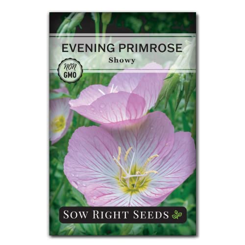 Sow Right Seeds - Showy Evening Primrose Flower Seeds for Planting - Non-GMO Heirloom Packet with Instructions - Native Wildflower for Pollinators - Perennial Pink Ladies Mexican Evening Blooms (1)
