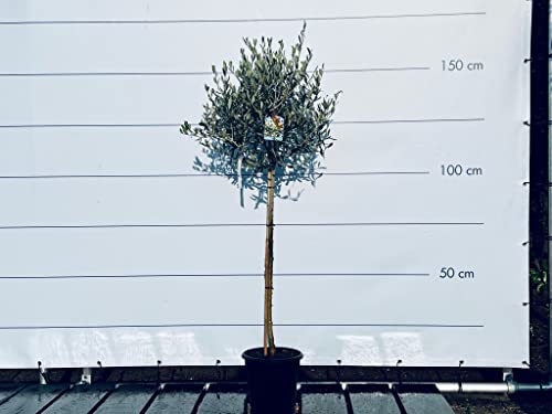 Olijfboom op stam, 160 cm hoog, Winterhard -18 - Image 3