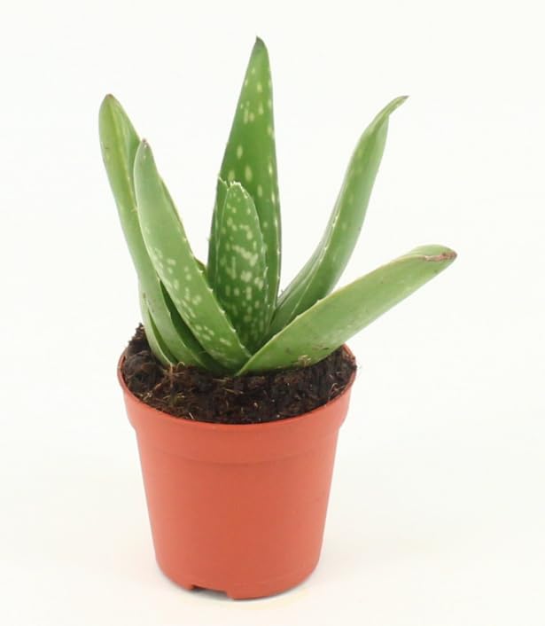 MINI Aloe Vera - House Indoor Plant Healing Succulent in 5 cm Pot