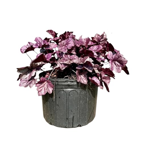 Heuchera 'Obsidian'