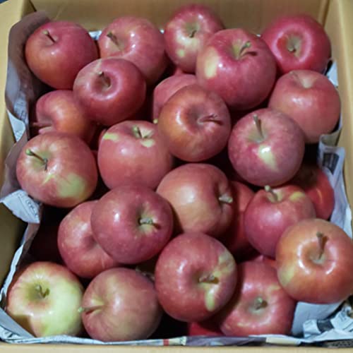 青森県産 加工用サンふじ(ふじりんご) 20kg(緩衝材無しバラ詰め) 藤崎農園