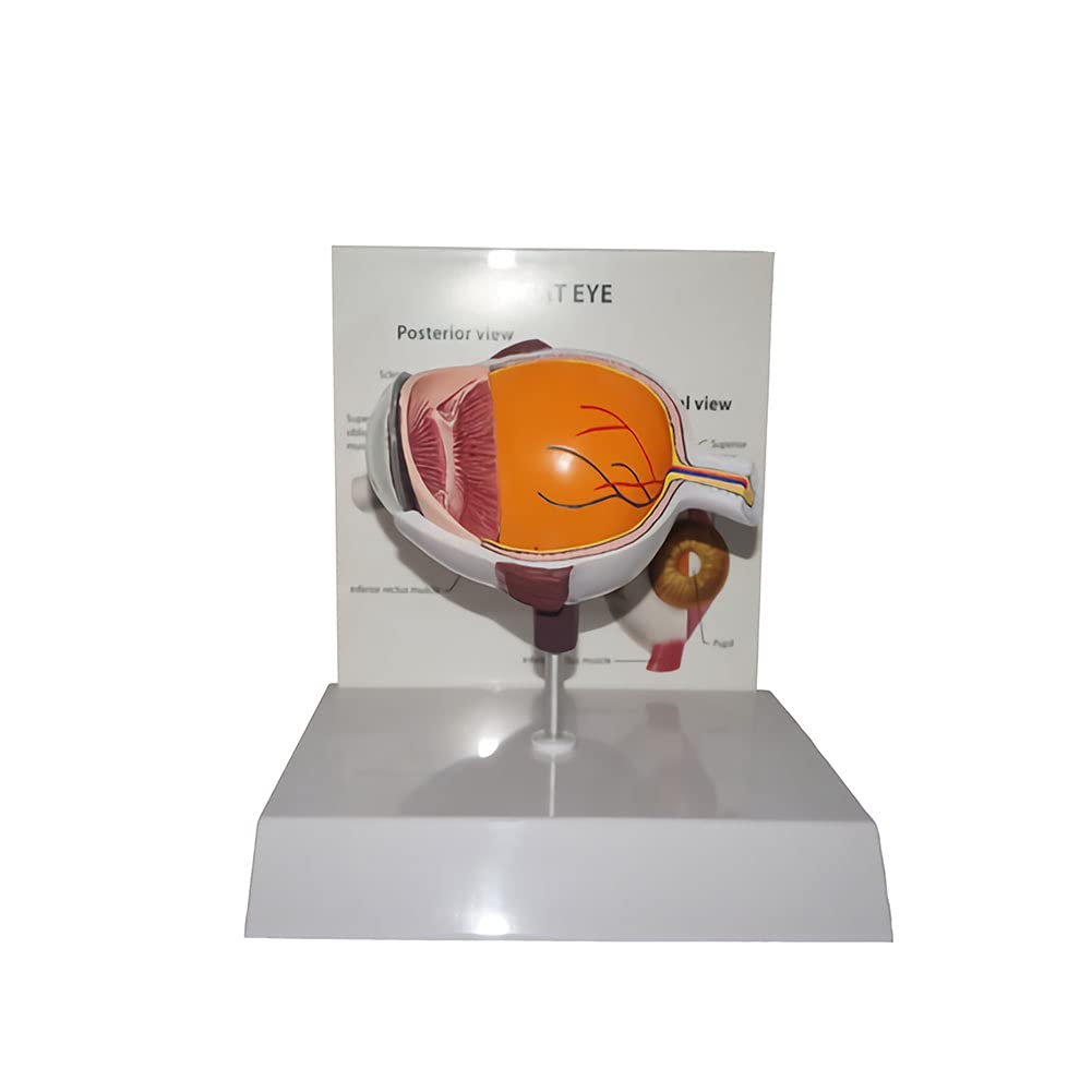 Model Półoka, Model Anatomiczny Struktury Oka Do Celów Edukacyjnych, Model Medyczny, Materiały Laboratoryjne