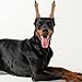 Milisten Dog Ear Stand up Support Kit for and Dobermans, Includes Ear Stand up Tool, 2 Ear Posts, and Tape, Adjustable and Comfortable, Assorted Colors, 5.51 X 3.14 X 2.75 Inches