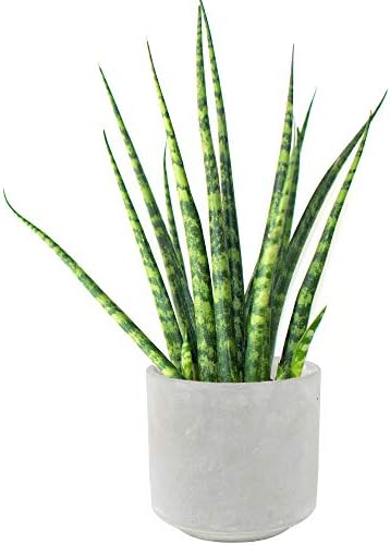 Sansevieria Cilíndrica en Maceta 30-40cm Lanza Africana Planta pa...