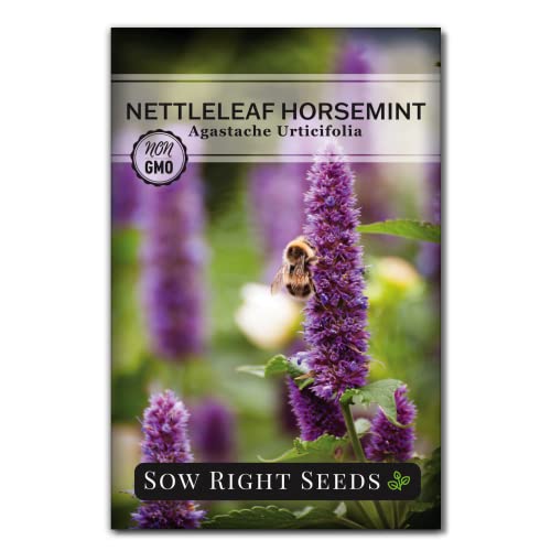 Sow Right Seeds - Nettleleaf Horsemint Seed for...