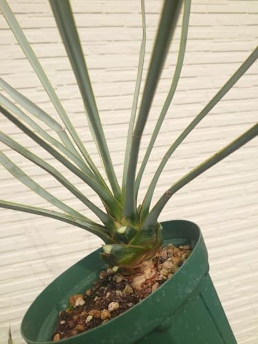 観葉植物 ユッカリギダ」の人気商品一覧 | 安い商品を通販サイトから