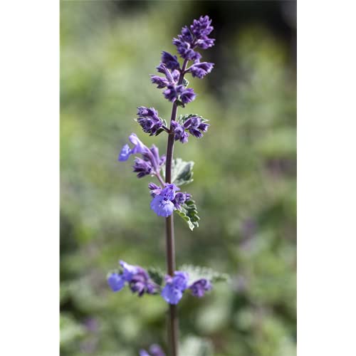Nepeta x faassenii 'Walker's Low' - Katzenminze 'Walker´s Low...