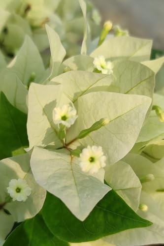 Image of Rare Bougainvillea Live Flower Plant || Healthy Live Plant with Grow Bag & Secure Packing || Beautiful Flower Garden Decoration (white)