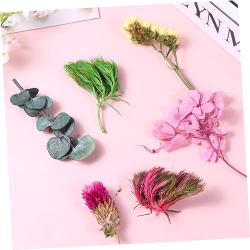 Materiales de Flores Secas Naturales Unomor para Manualidades miniatura 6