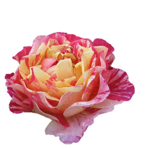 薔薇苗 希少 ❤️紅白の絞り❤️ かORI ① 薔薇苗 希少 ❤️紅白の