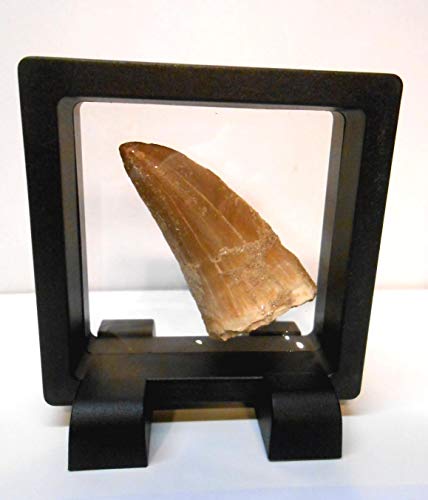 Image of Genuine Ancient Mosasaur Huge Dinosaur Tooth Fossil from Near Khourigba,Morocco, N.Africa with Free Floating Frame Display Case, Acrylic Stand & COA Bundle