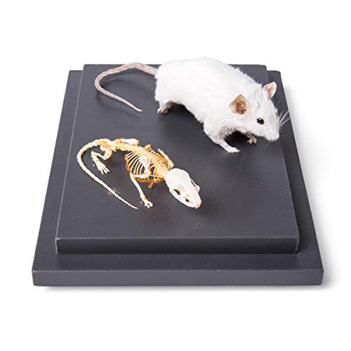 Image of 3B Scientific GmbH T310011 Mouse and Mouse Skeletons in Show case
