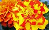 450 Non GMO Heirloom French Sparky Marigold Flower Seeds