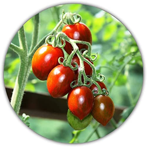 Tomate miel mexicano (Miel du Mexique) / 20 semillas / Variedad de alto rendimiento y fácil cuidado / Tomates dulces Cover