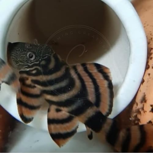Swimming Creatures 2 Alenquer Tiger Pleco (L397) Live Freshwater Aquarium Fish (Size Approx 1-2)