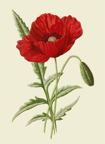 Impression sur toile coquelicot 60x90cm pour habiller un grand mur vide de salon