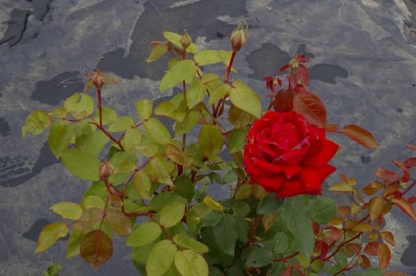 Edelrose Ingrid Bergman® - Rosa Ingrid Bergman® - Teehybride - dunkelrot - Duft+