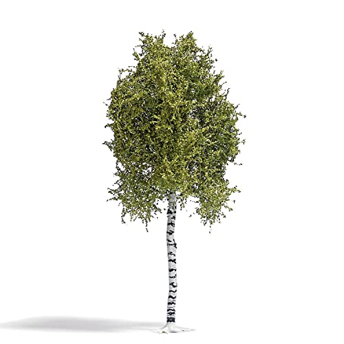 Busch Birke 170 mm Fruhling H0 bouleau de haute précision pour diorama bu3781