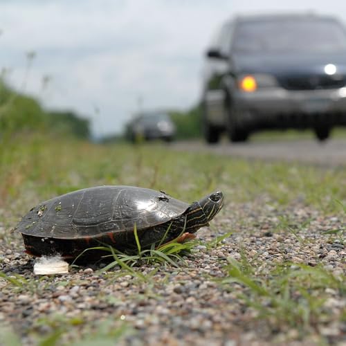 Page de couverture de Madison's 20 mph speed limit ... is ... too ... slow