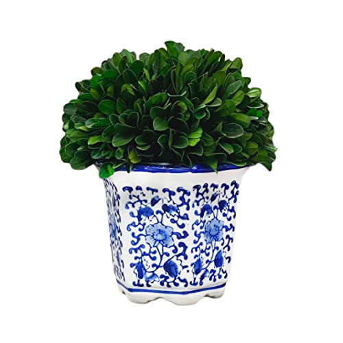 Galt International 7 Inch Naturally Preserved Real Boxwood Ball In Hand-Painted Blue & White China Pot Planter Green Indoor Plant Home Decor 