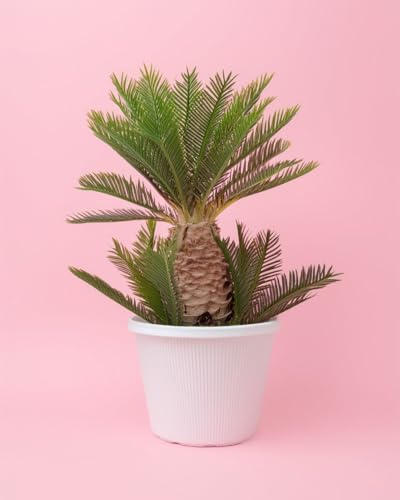 Cyca Revoluta XL | Plantas Naturales Exterior | Pur Plant