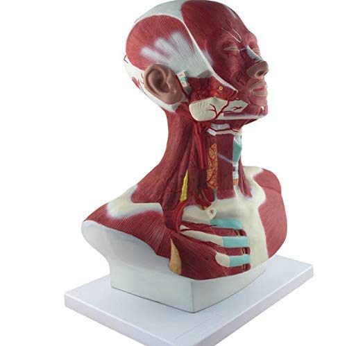 Model anatomiczny miednicy żeńskiej dla dorosłych - model kości ludzkiej model miednicy żeńskiej - medyczny szkielet dekoracja statuetka, modele medyczne i materiały edukacyjne