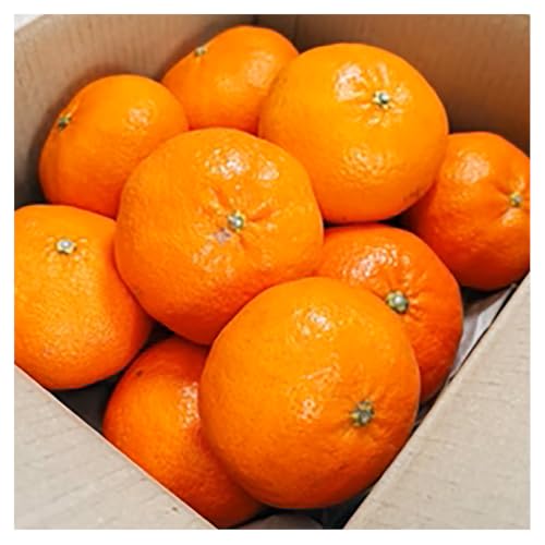 甘平 5kg 3Lサイズふるさと納税 愛媛県 伊予市 ギフト 贈答用 人気 甘平 かんぺい みかん 柑橘 高級 フルーツ 大玉 3L 5kg