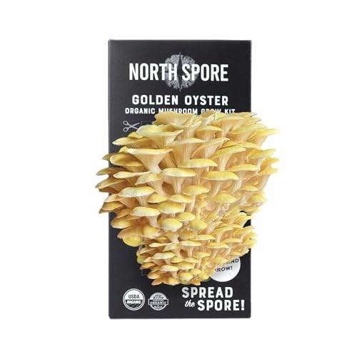 North Spore Organic Golden Oyster Mushroom Spray & Grow Kit (4 lbs) | USDA-Certified Organic, Non-GMO, Beginner-Friendly & Easy to Use | Handmade in Maine, USA