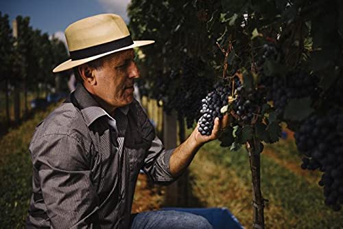 Espumante Don Guerino Moscatel