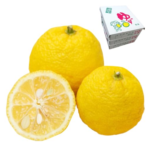 柚子 優 Lサイズ 54個(18個入り×3箱)約6kg 6000g ゆず 国産 果物 フルーツ 低樹高栽培 おいしい JAひがしうわ 東宇和農業協同組合 愛媛県 西予市