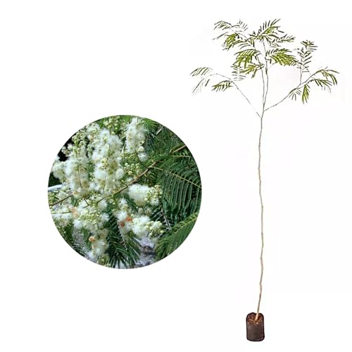 Genérico, Muda de Angico Branco 20 a 40cm AMK - Plantas Online