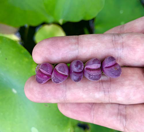 Pack Of 3 Live Rare Exotic Lithops Optica Cv. Rubra 1-2 Years Old Living Stone Seedling Rare Purple Lithops Collector Item (Smaller Species Of Lithops Check Size) #TOP4